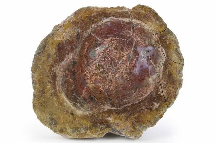 Colorful, Polished Dinosaur Bone (Gembone) Slab - Utah #249275